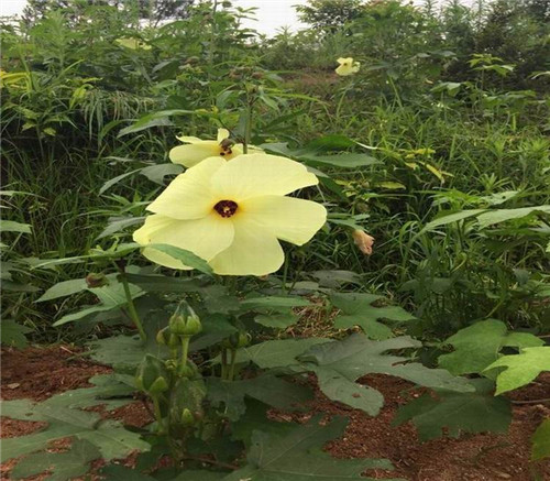 珍稀植物金花葵在湖南省宁乡试种喜获成功