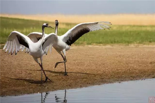 扎龙湿地自然保护区入选黑龙江十大湿地