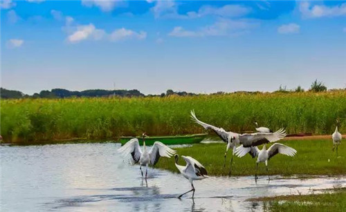 扎龙湿地自然保护区入选黑龙江十大湿地