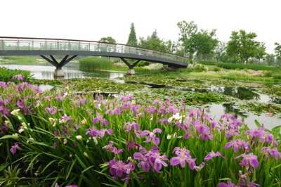 上海植物园新增水生植物组合景观