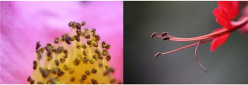 植物和昆虫神奇的协同进化
