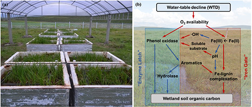 湿地土壤碳对水位下降的响应机制研究进展