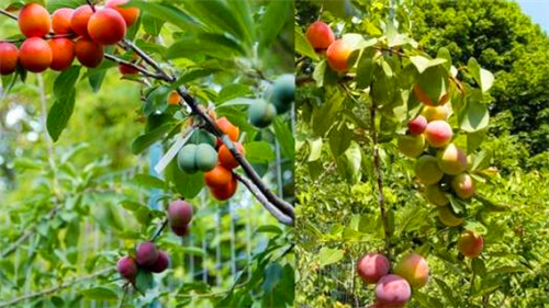 纽约艺术家种出百宝树　一棵树上41种水果