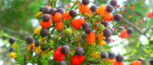 纽约艺术家种出百宝树　一棵树上41种水果
