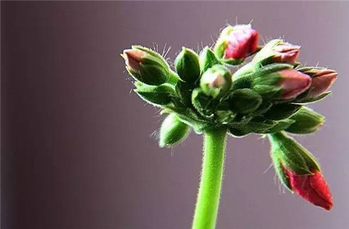 居家养花如何控制花卉植物的花期？