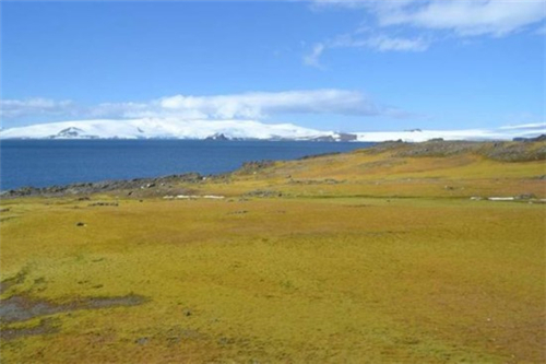南极正在“变绿＂－植被覆盖面积扩大