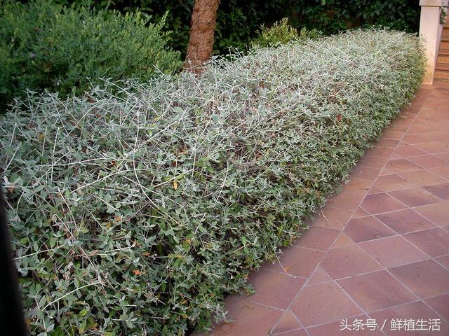 适用于庭院或屋顶绿化芳香植物水果兰