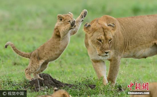 南非国家公园三狮出逃遭农民与护林员射杀