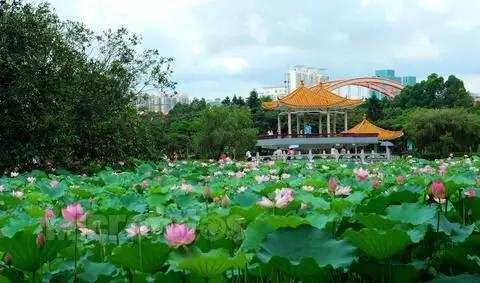 深圳——公园密度最高的一座城市
