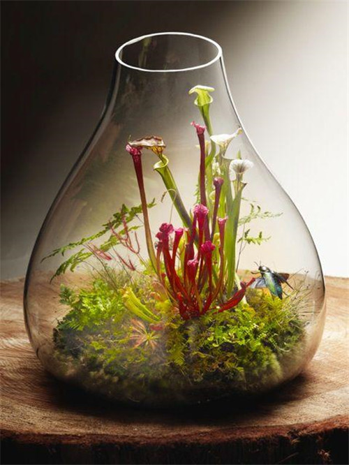 植物美学中的微景观玻璃花房