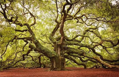 全球最美的17棵树