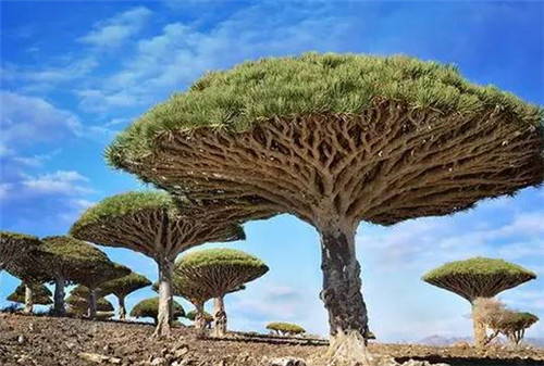 全球最美的17棵树