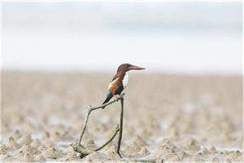 海口三江湿地：自然赋予动植物的传奇