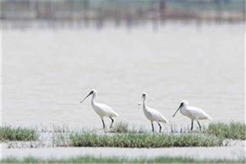 海口三江湿地：自然赋予动植物的传奇