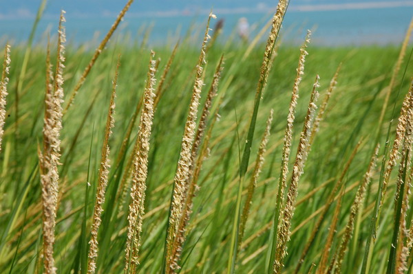 美洲草本植物“入侵”滨海新区治理修复湿地