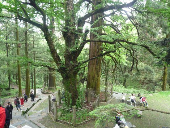 安徽境内哪个地方的千年古树最多？