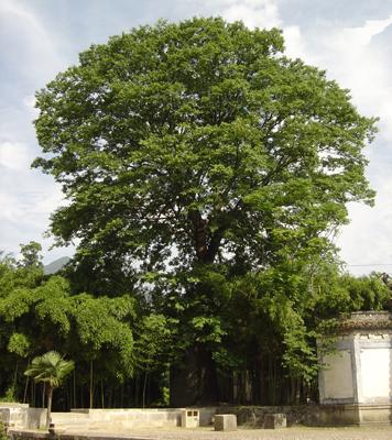 安徽境内哪个地方的千年古树最多？