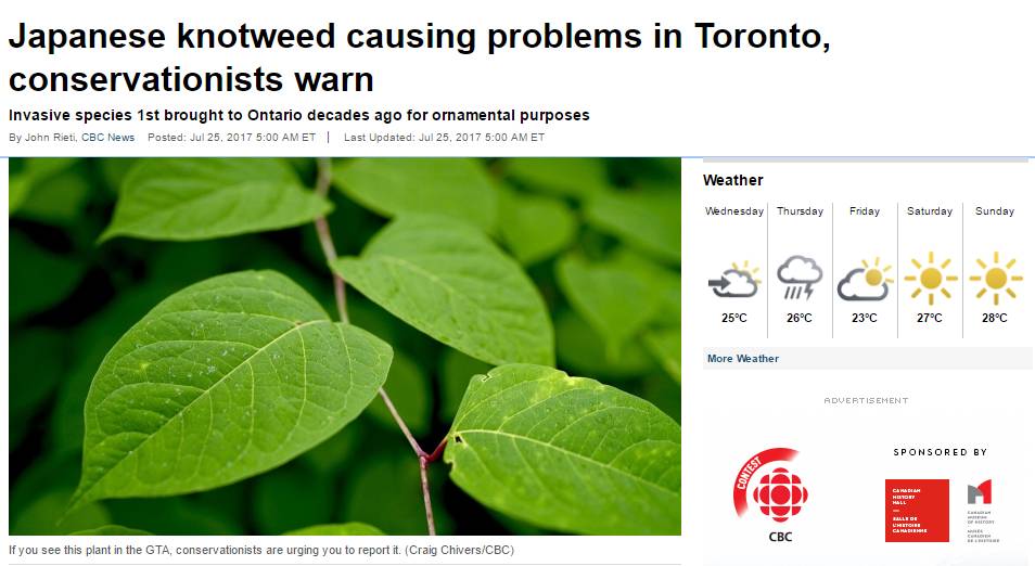 恐怖植物正在加拿大多伦多蔓延
