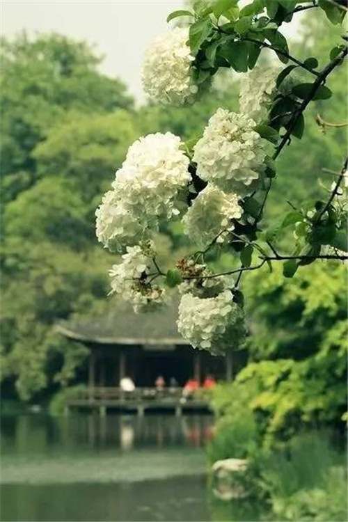 历数七大中国古典园林植物