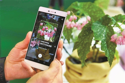 手机拍张照花伴侣就能帮你认植物_花卉资讯