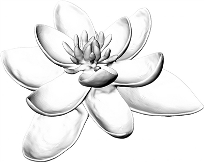 借助植物数据库和模拟技术描绘最古老的花