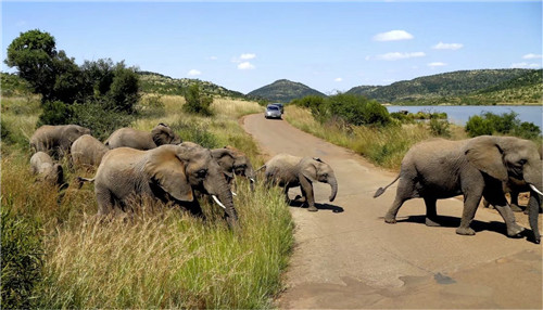 南非比邻斯堡国家公园
