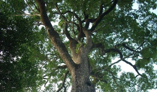 揭秘全球最古老的10棵树