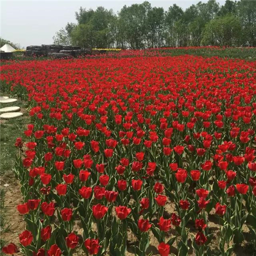 第九届中国花卉博览会展区进入最后阶段