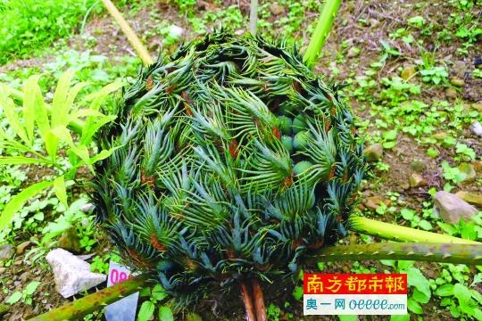 评估称中国有35784种植物