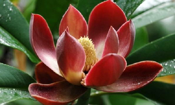 国家珍稀濒危、Ⅲ级保护植物——红花木莲