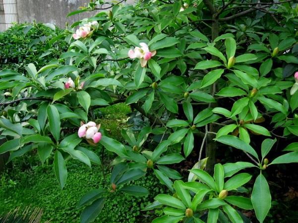 国家珍稀濒危、Ⅲ级保护植物——红花木莲