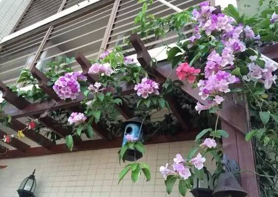 阳台爬藤植物，这种你可能还没种过
