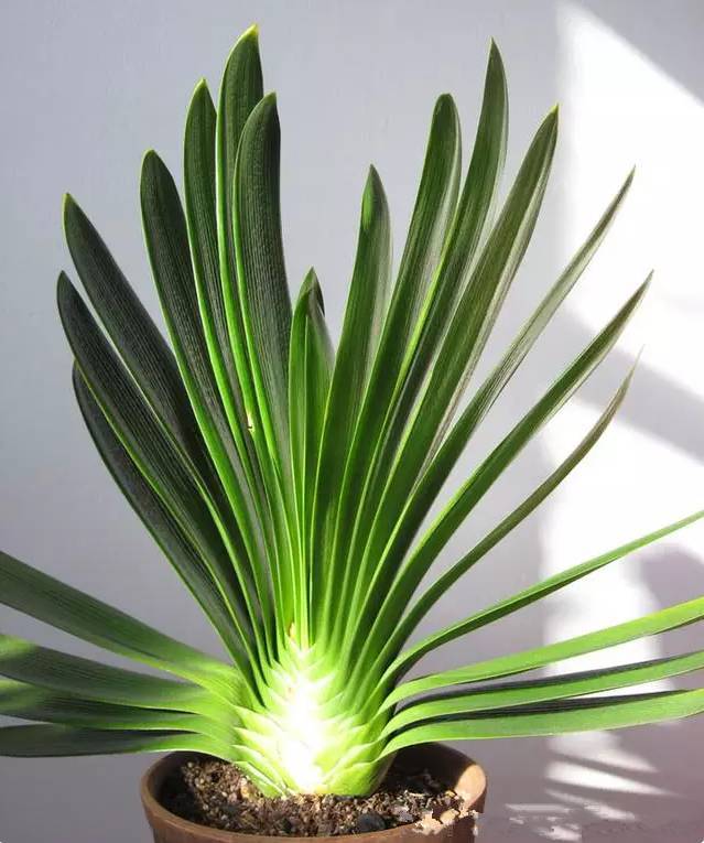 光线不好也能养的植物，给你推荐这10种