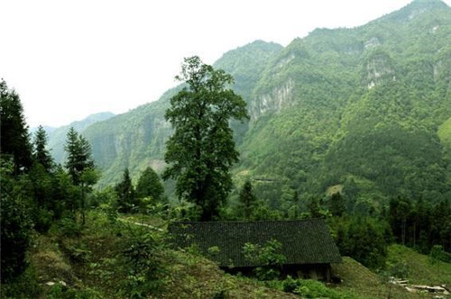 中国特有珍稀Ⅱ级重点保护植物