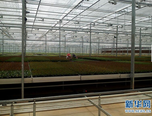云南省花卉所：围绕产业需求加快科技转化