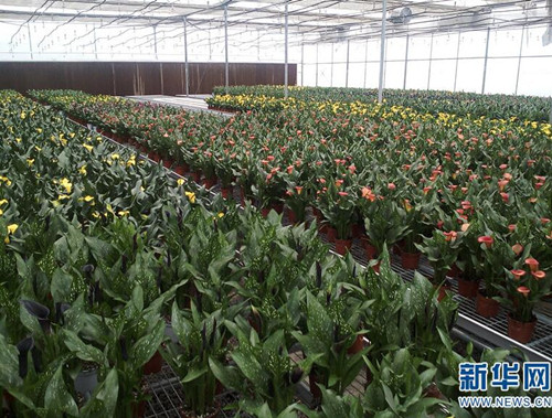 云南省花卉所：围绕产业需求加快科技转化