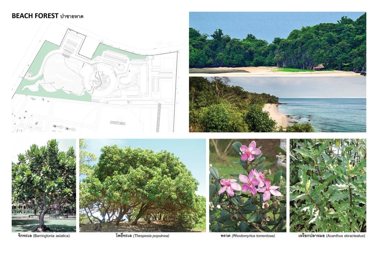 塔瓦才•科博凯奇：生态城市景观方法