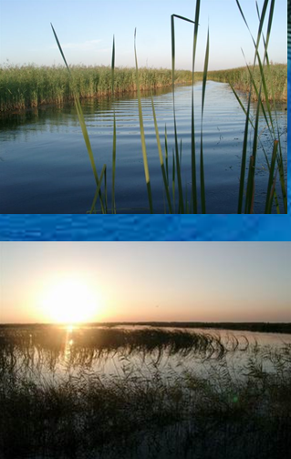 邓晓梅：衡水湖——如何谱写人与湿地的新篇章