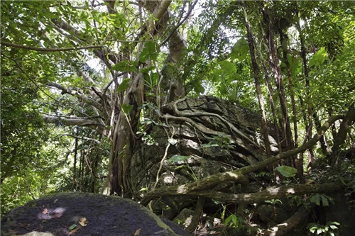  雨林谷：一个原生态的热带雨林植物的王国