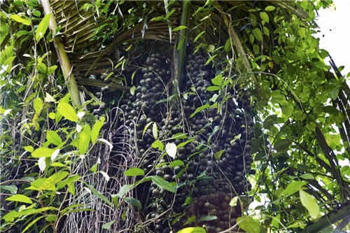  雨林谷：一个原生态的热带雨林植物的王国