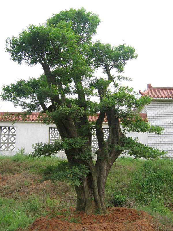 适合庭院的10种经典高颜值主景观树木