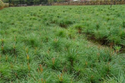 生态经济价值极高的树种——红松的栽培技术