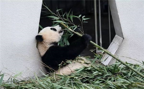 大熊猫国家公园真是太大了