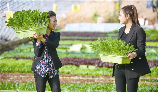 天津：花卉市场“盆栽蔬菜”添新意
