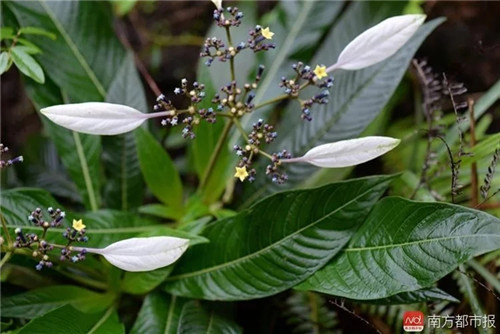 广东仅存3株这种植物已极度濒危