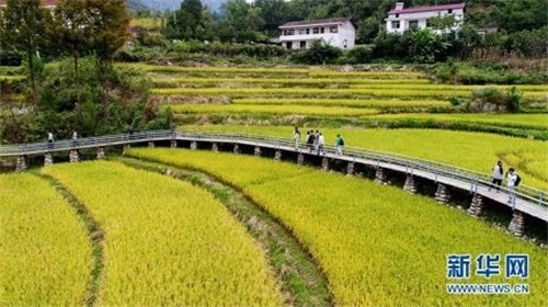 陕西佛坪：鸟瞰生态水稻公园