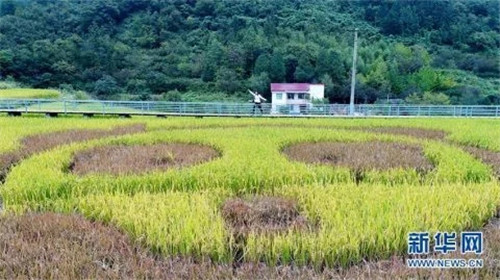陕西佛坪：鸟瞰生态水稻公园