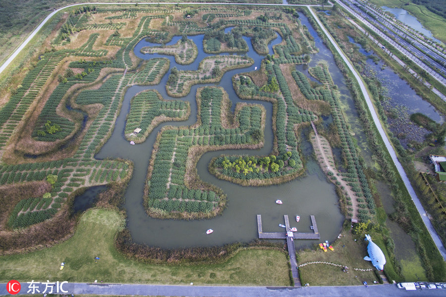 江苏镇江巨型“湿地迷宫”让游客留连忘返