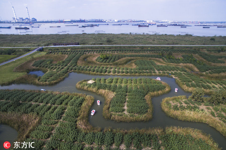 江苏镇江巨型“湿地迷宫”让游客留连忘返