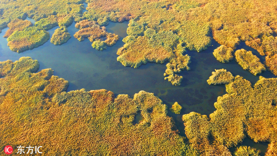 航拍新疆博斯腾湖湿地 秋色美得这么任性！